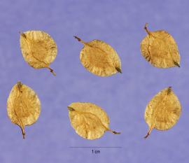   Fruits:   Ulmus parvifolia ; Photo by S. Hurst, USDA-NRCS Plants Database
